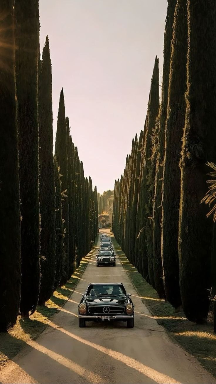 Camino flanqueado por cipreses con un auto clásico al atardecer